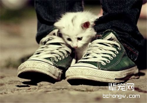 猫咪做错事可不可以打？
