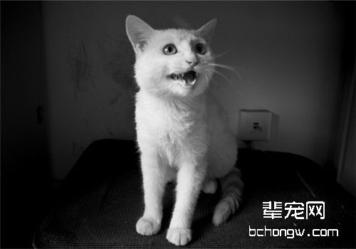猫晚上不睡觉、乱叫怎么办