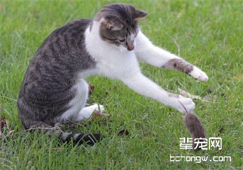 猫咪要长到多大才会捉老鼠？