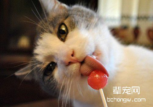 训练猫咪先要懂猫咪