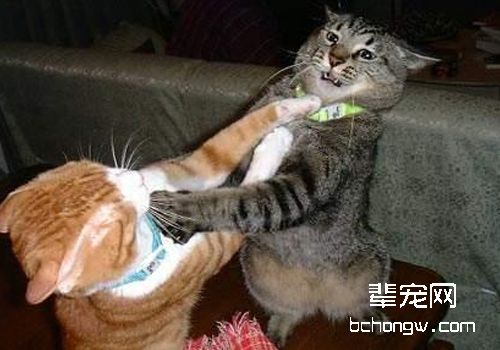 猫咪总是打架怎么办