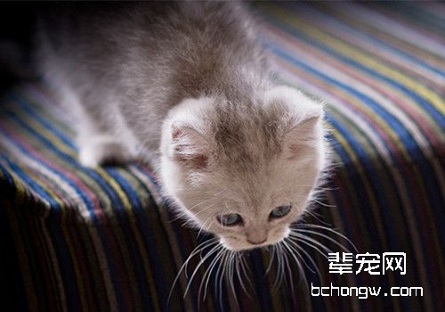 英国短毛猫该如何训练