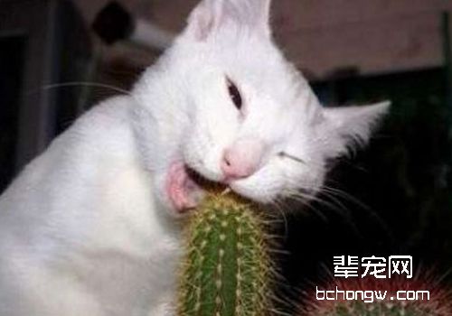 如何解决猫咪异常摄食