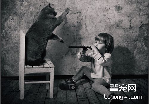 猫咪应该从小训练吗?