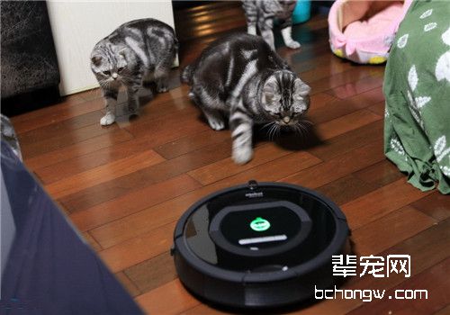 猫咪怕吸尘器怎么办？
