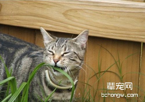 如何改善猫咪的一些不良行为