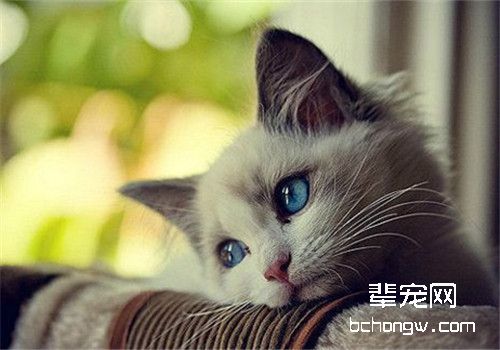 如何调教出一只乖猫咪