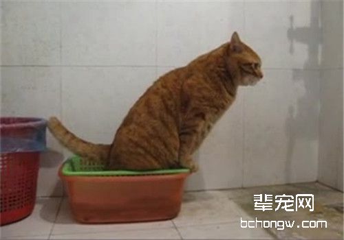 训练猫咪不要随地大小便的方法