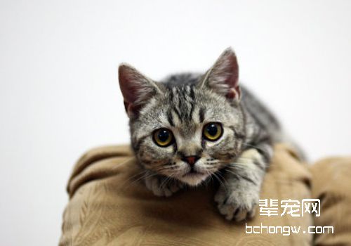 如何调教好美短