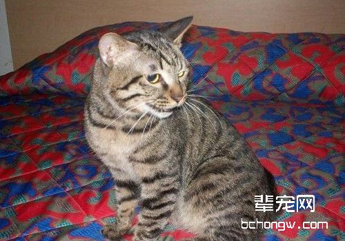 训练猫咪需要正确的刺激方法