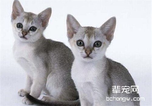 如何训练猫咪乖乖吃饭