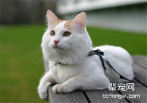 猫咪犯错的四个调教方法