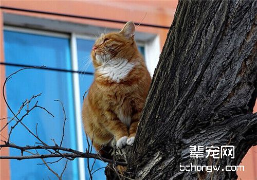 巧妙训练你的猫咪
