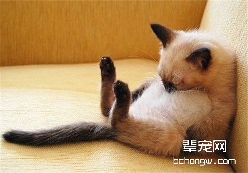 怎么训练伯曼猫不咬人