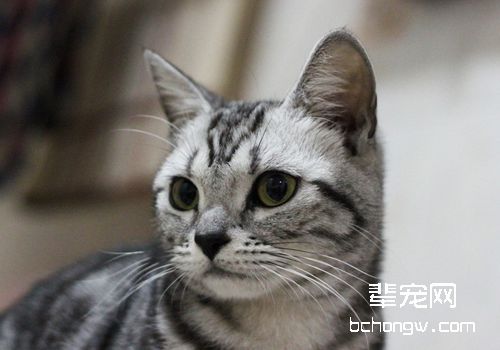 猫咪喜欢抓沙发怎么办