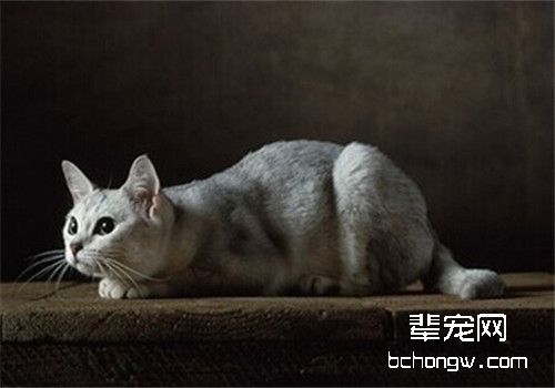 训练猫咪捉老鼠