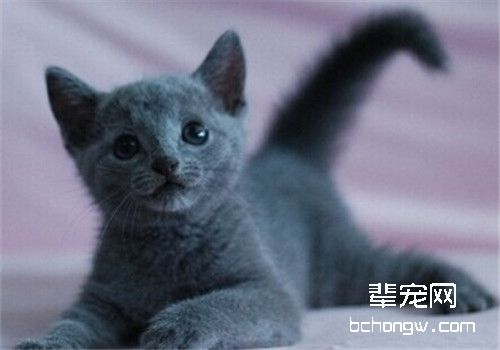 训练猫咪记住自己名字