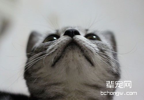 让猫咪到你的眼前来还是你走到猫咪眼前去