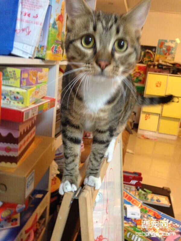 猫奴必须关注的几件事之我能不能打猫咪