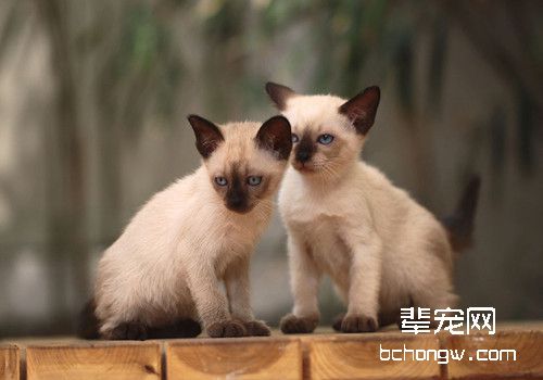 如何驯服顽皮猫咪