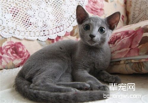 如何训练猫咪不跳上床