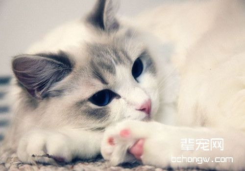 猫咪的家庭训练不可忽视