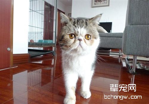 如何训练猫咪遵守魔抓纪律