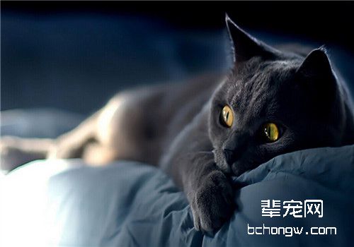 如何正确的训练猫咪