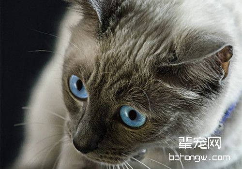 如何训练猫咪躺下、站立和打滚