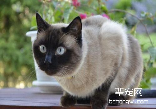 4招教你训练暹罗猫