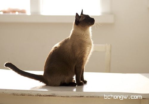 猫咪训练的四点要素