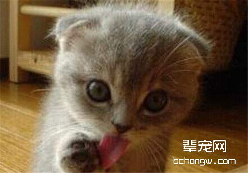 不同场合训斥猫咪的不同方法