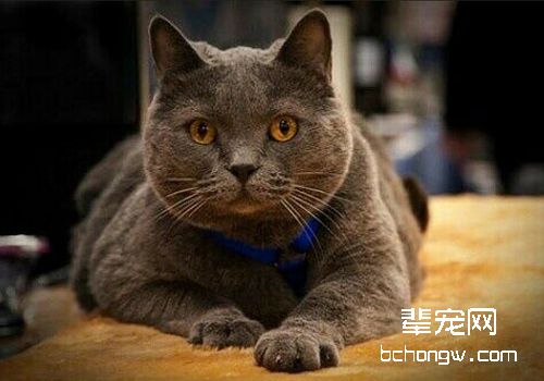 如何防止猫咪乱抓家具