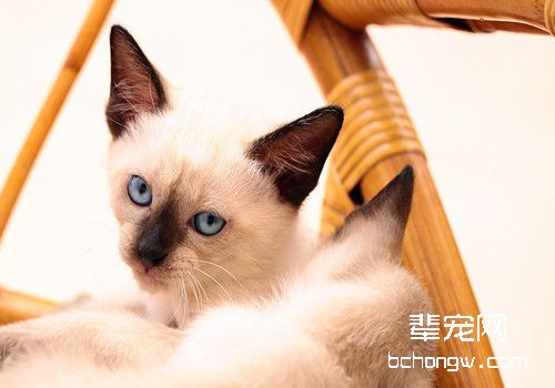 猫咪家中搞破坏如何阻止