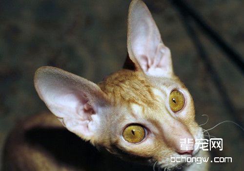 如何训练猫咪言听计从