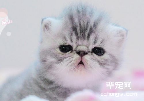 培养猫咪养成良好的饮食习惯