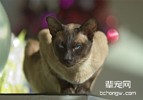 如何科学的训练猫咪坐下