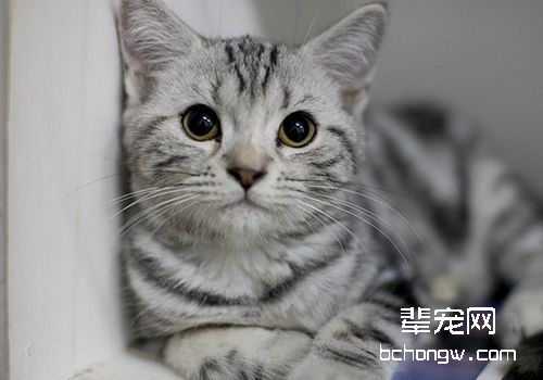 如何训练猫不上床