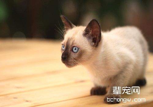 猫咪基本训练有哪些