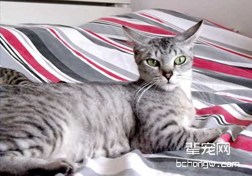 训练猫咪躺下的方法有哪些