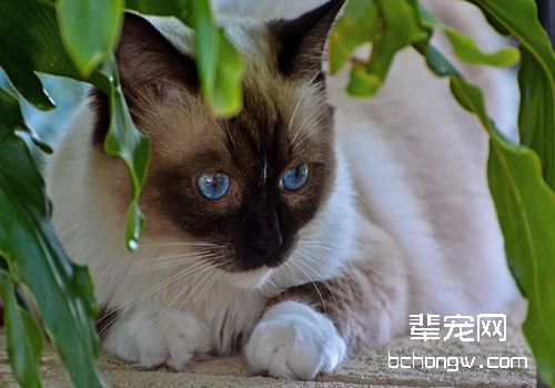 如何训练暹罗猫