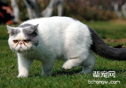 如何正确地训练猫咪