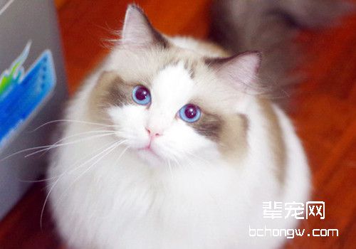 怎样让小猫用猫砂