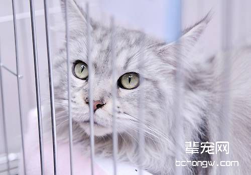 如何训练猫咪和幼犬相处