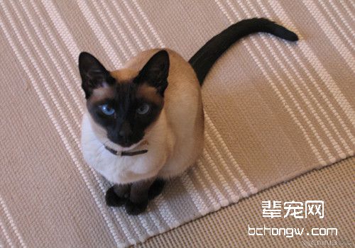 训练两只猫咪相处小妙招