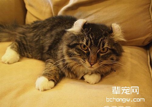 如何正确调教美国卷耳猫