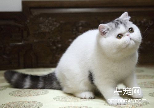 惩罚犯错猫咪有哪些好方法