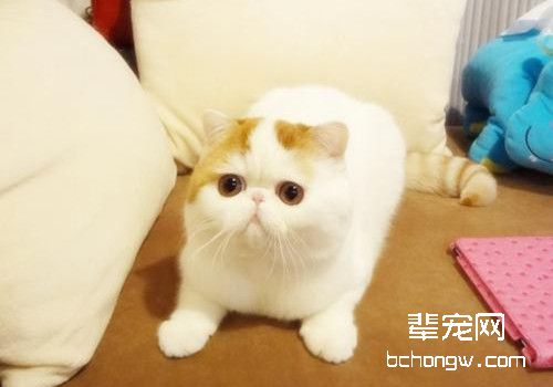 如何训练猫咪在猫砂里大小便