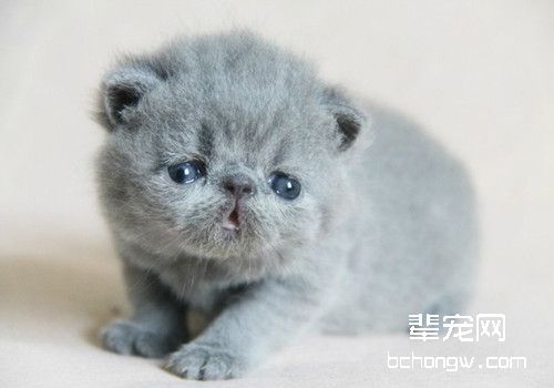 如何让猫咪乖乖配合训练