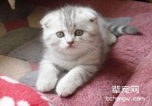 如何训练猫咪在固定的地方睡觉